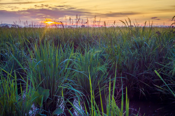 Ripe Paddy Ready for Harvest 3