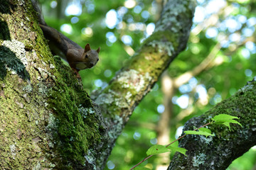 新緑の森のエゾリス