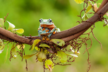 tree green frog