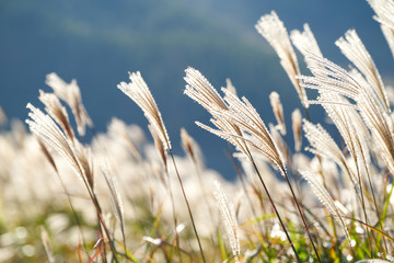 saebyeol-oreum in Jeju Island, Korea.