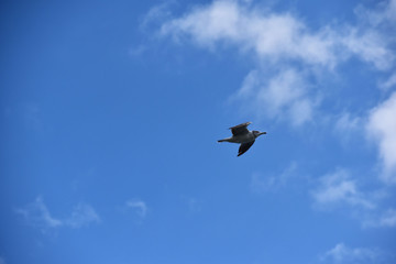 夏の青空を飛ぶカモメ