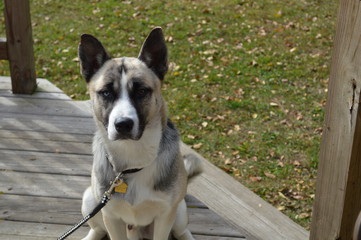 portrait of a dog