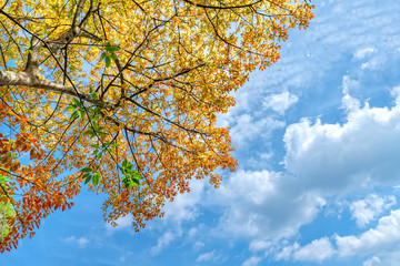 Autumn leaves and beautiful sky with leaves change color when the season is great to watch