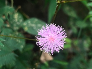 Mimosa pudica