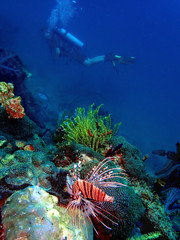 Fototapeta na wymiar The beauty of underwater world in Sabah, Borneo.