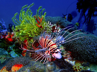 The beauty of underwater world in Sabah, Borneo.