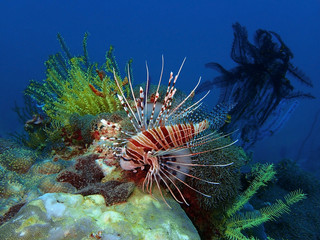 The beauty of underwater world in Sabah, Borneo.
