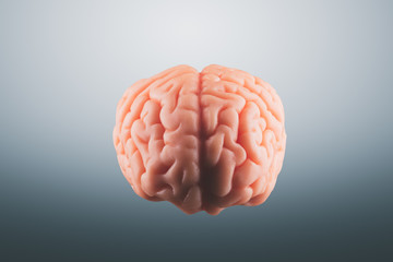 Human brain on a gray background - 239249422