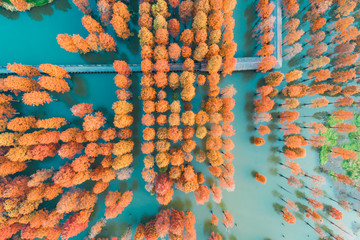 Colorful autumn forest in wetland park,aerial view