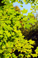 Fall's colorful tree