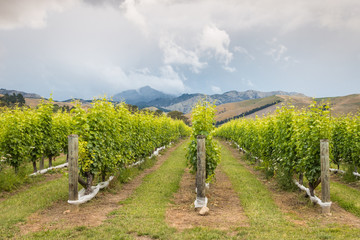Fototapeta na wymiar New Zealand vineyards landscape with dramatic sky and copy space