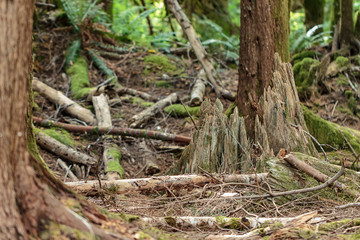 Fototapeta na wymiar dark dense forest with broken trunks and logs