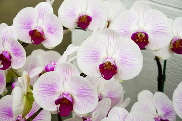 Naklejka na ściany i meble Close up of white and purple orchids, beautiful Phalaenopsis streaked orchid flowers (selective focus)