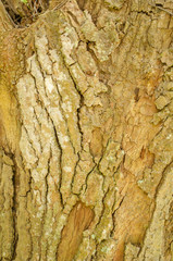 Avocado Tree Bark Background