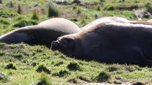Elephant Seal sleeping on green grass of Antarctica