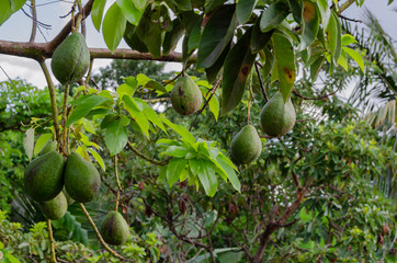 Mature Avocado On Tree
