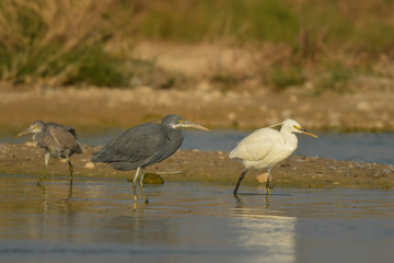 Western Reef-Egret / Egretta gularis