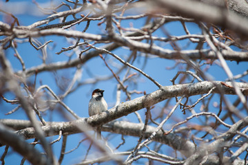 Bird in a tree
