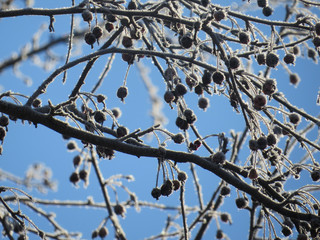Winter Berries