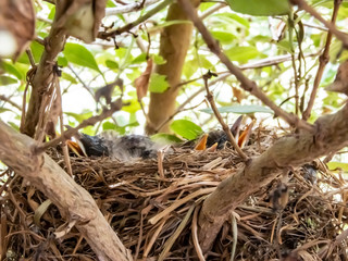 Baby birds waiting for a feed