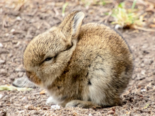 Newborn Rabbit