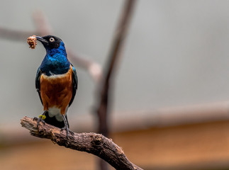 Deep Blue, Orange, and White Plumage on a Superb Starling  Eating in a Tree