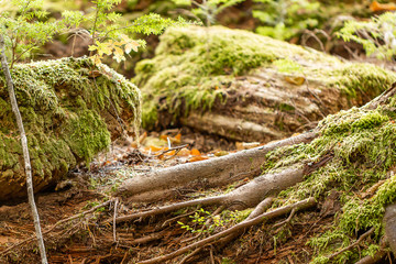 mossy tangle of soil and roots in forest