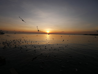Wonderful picturesque places , many seagulls and good view at Bangpu Recreation Center ,Samut Prakan THAILAND.