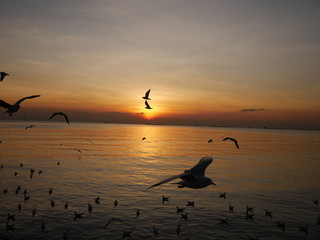 Wonderful picturesque places , many seagulls and good view at Bangpu Recreation Center ,Samut Prakan THAILAND.