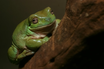 White's Tree frog or Smiling Frog clutching on brown wood background. This animal found in Papua New Guinea and North Australia. It’s the one in most popular beginner exotic pet.