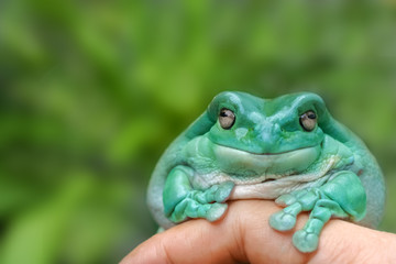 White's Tree frog or Smiling Frog sitting on hand with green plant background. This animal found in Papua New Guinea and North Australia. It’s the one in most popular beginner exotic pet.