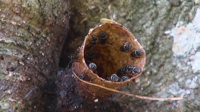 Stingless bees, Also Known as meliponines, build a beeswax tube that is the entrance to their hive. Class: Insecta, Order: Hymenoptera,Family: Apidae, Subfamily: Apinae,Tribe: Meliponini.