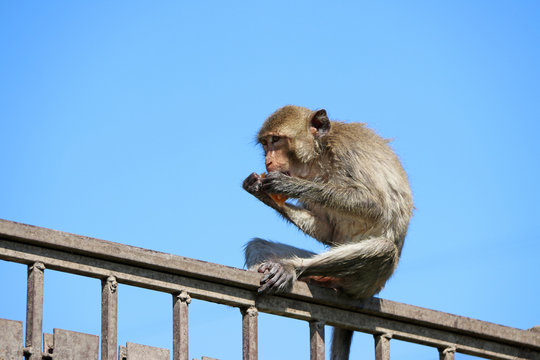 Crab-eating Macaque monkey sitting on the iron rail and eating food.