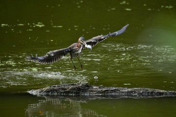 Fototapeta premium Green Heron