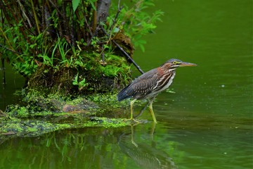 Green Heron