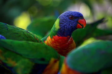 rainbow lorikeet colorful birds parrot tropical Australia lory