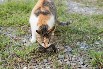 cat catch and hunting