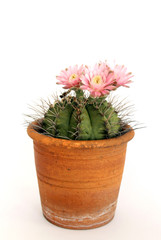 gymnocalycium cactus with flower in a pot on white background