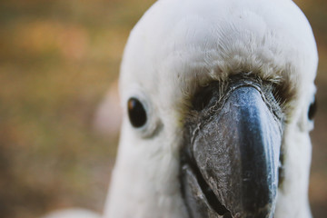portrait of a parrot closeup cockatoo face beak