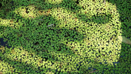 background of duckweed in the pond