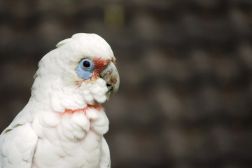 portrait of a parrot corella bird Australia  