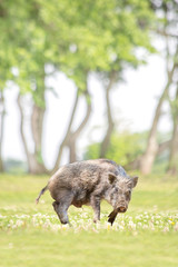 緑地でカメラ目線で威嚇する日本猪。年賀、2019年、干支、年賀状、イノシシ、年賀状イメージ