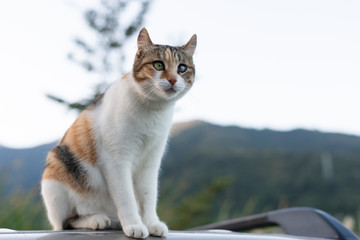 cat sit on a car