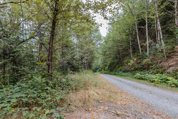 Fototapeta premium path and trees leading through undergrowth in summer