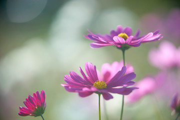 Fototapeta premium コスモス