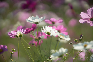 コスモス