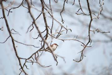 Sparrow in a tree