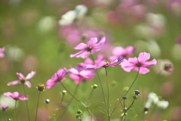 コスモス