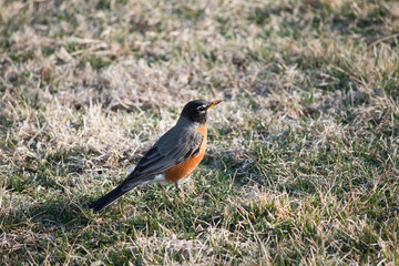 American Robin on the hunt