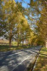 メタセコイヤの並木道